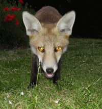 This way for the foxes. Click to enter