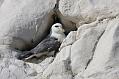 fulmar_1304095292