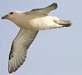 fulmar_2802096960