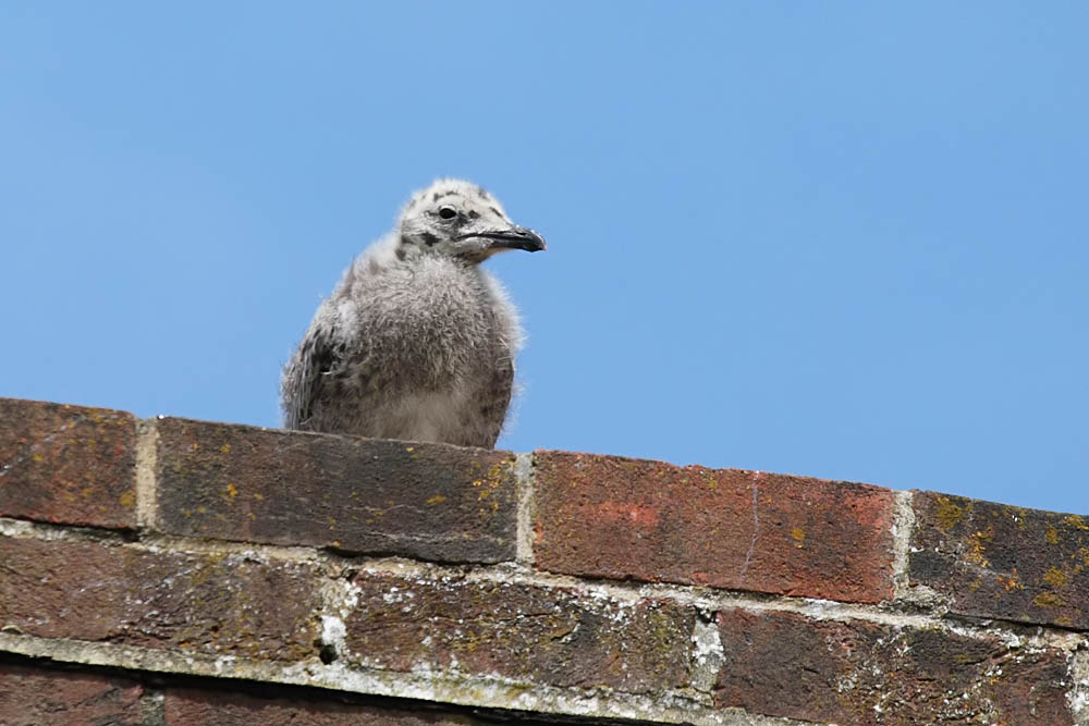 Herring Gull Chicks/gull_chick_2006084691