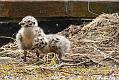 Herring Gull chicks