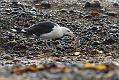black_backed_gull_crab_1110096112