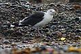 black_backed_gull_crab_1110096118