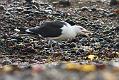 black_backed_gull_crab_1110096129