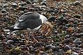 black_backed_gull_crab_1110096136