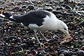 black_backed_gull_crab_1110096148