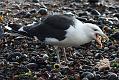 black_backed_gull_crab_1110096164