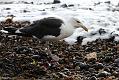 Great black-backed gull feeding on crab