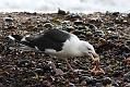 black_backed_gull_crab_1110096178