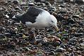 black_backed_gull_crab_1110096195