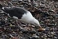 black_backed_gull_crab_1110096206