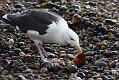 black_backed_gull_crab_1110096208