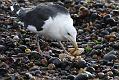 black_backed_gull_crab_1110096214