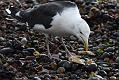 black_backed_gull_crab_1110096216