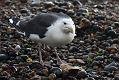black_backed_gull_crab_1110096223