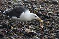 black_backed_gull_crab_1110096224
