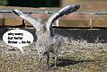 Herring Gull chicks