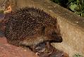 hedgehog_1305092037