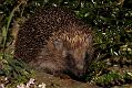 hedgehog_1305092053