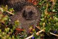 hedgehog_1504083233