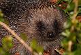 hedgehog_1504083234