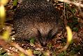 hedgehog_1504083238