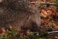 hedgehog_1504083242