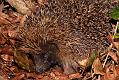 hedgehog_1604083368