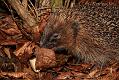 hedgehog_1604083374