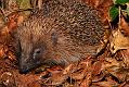 hedgehog_1604083379