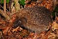 hedgehog_1604083382