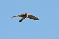 kestrel_0711090281