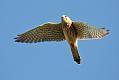 kestrel_0711090301