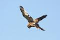 kestrel_0711090337