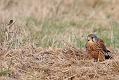 kestrel_1101099192