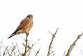 kestrel_1101099323