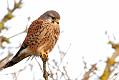 kestrel_1101099328