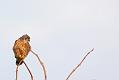 kestrel_1101099341