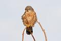 kestrel_1101099349