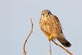 kestrel_1101099356