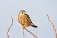 kestrel_1101099360