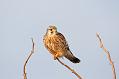 kestrel_1101099361