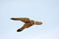 kestrel_1101099411