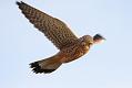 kestrel_1101099421