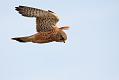 kestrel_1101099430