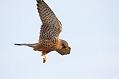 kestrel_1101099451