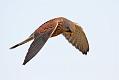 kestrel_1101099474