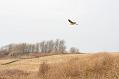 kestrel_1101099478