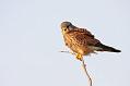 kestrel_1101099493