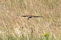 kestrel_1207093024